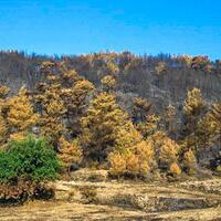 Expert stelt voor Johannesbroodbomen te planten om bosbranden te beteugelen