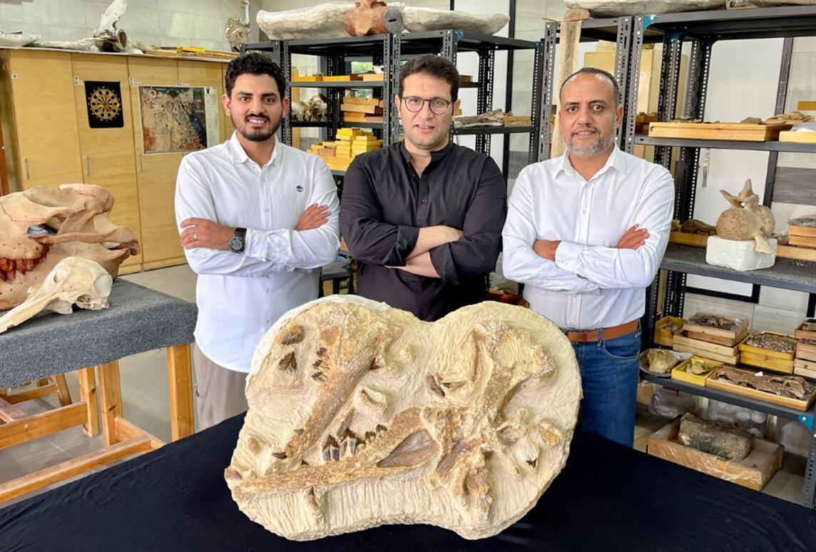 Bij opgravingen in Egypte wordt een 41 miljoen jaar oude walvis opgegraven in de woestijn