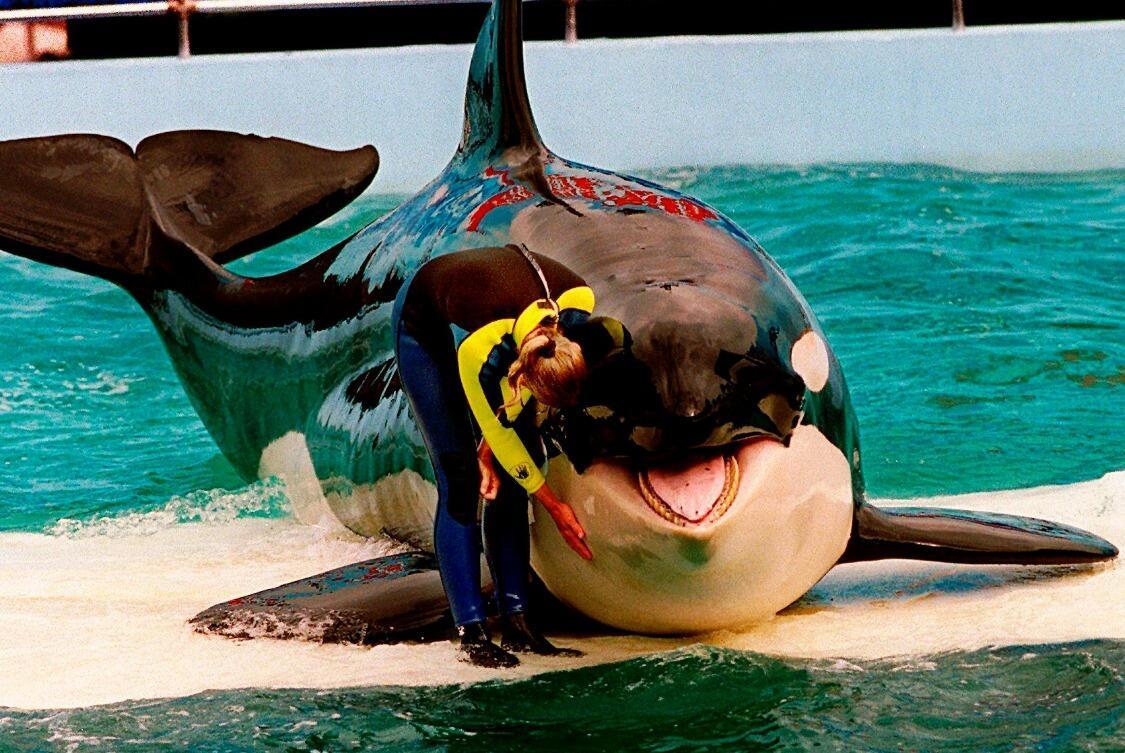 Lolita de orka sterft in het Miami Seaquarium