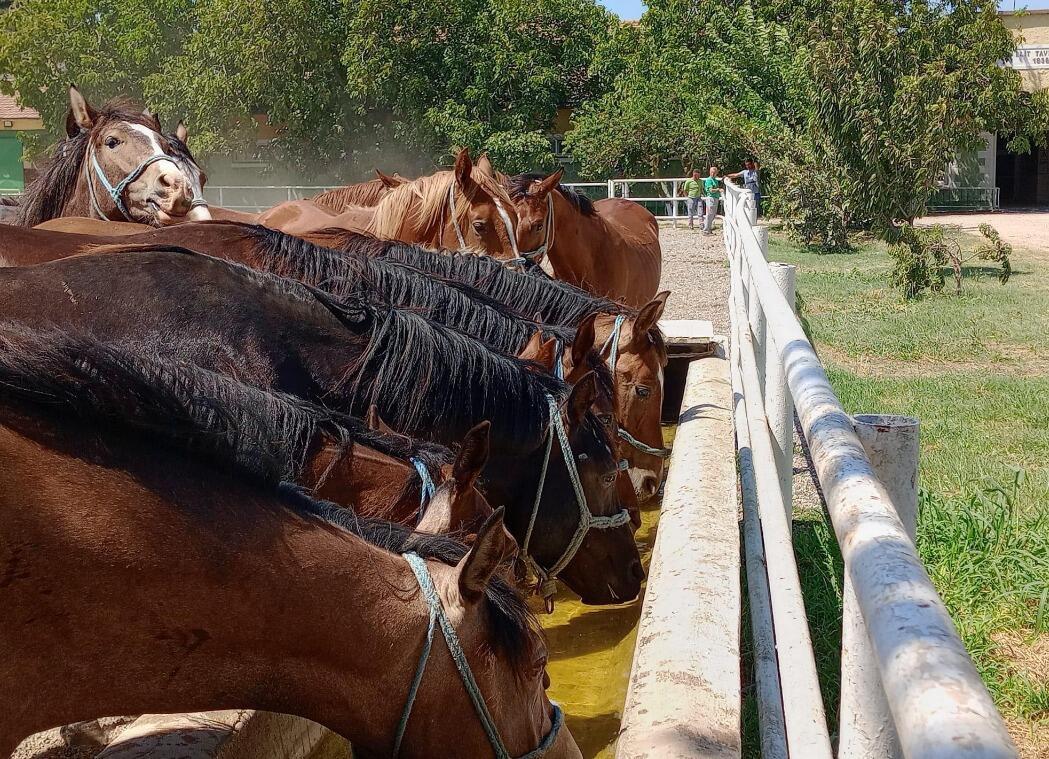 Ministerie verhoogt en veilt raszuivere Arabische paarden