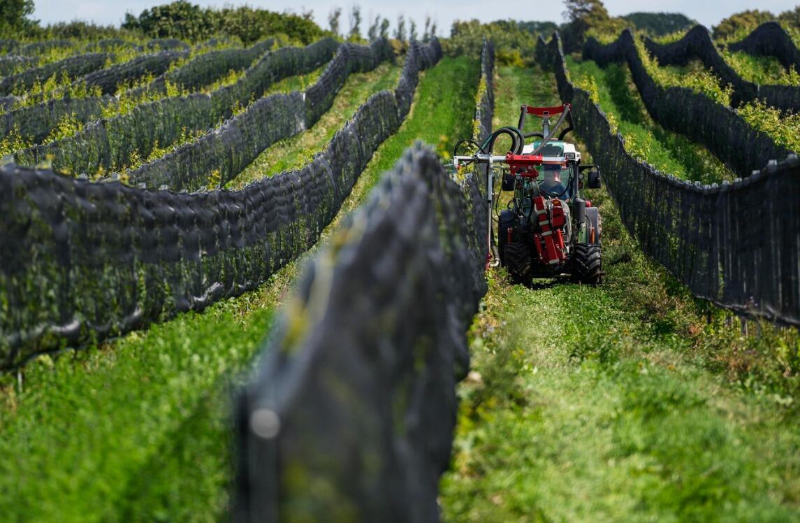 Nu de wereld warmer wordt, zou Zweden zijn jonge wijnindustrie een impuls kunnen geven