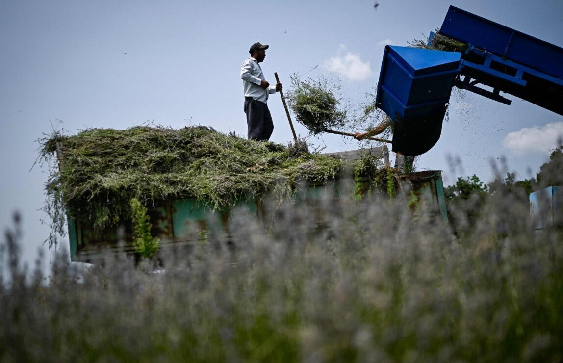 Uitgedrukt: Bulgaarse producenten van lavendelolie vrezen EU-wetten