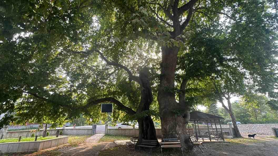 Unieke historische boom onder bescherming genomen