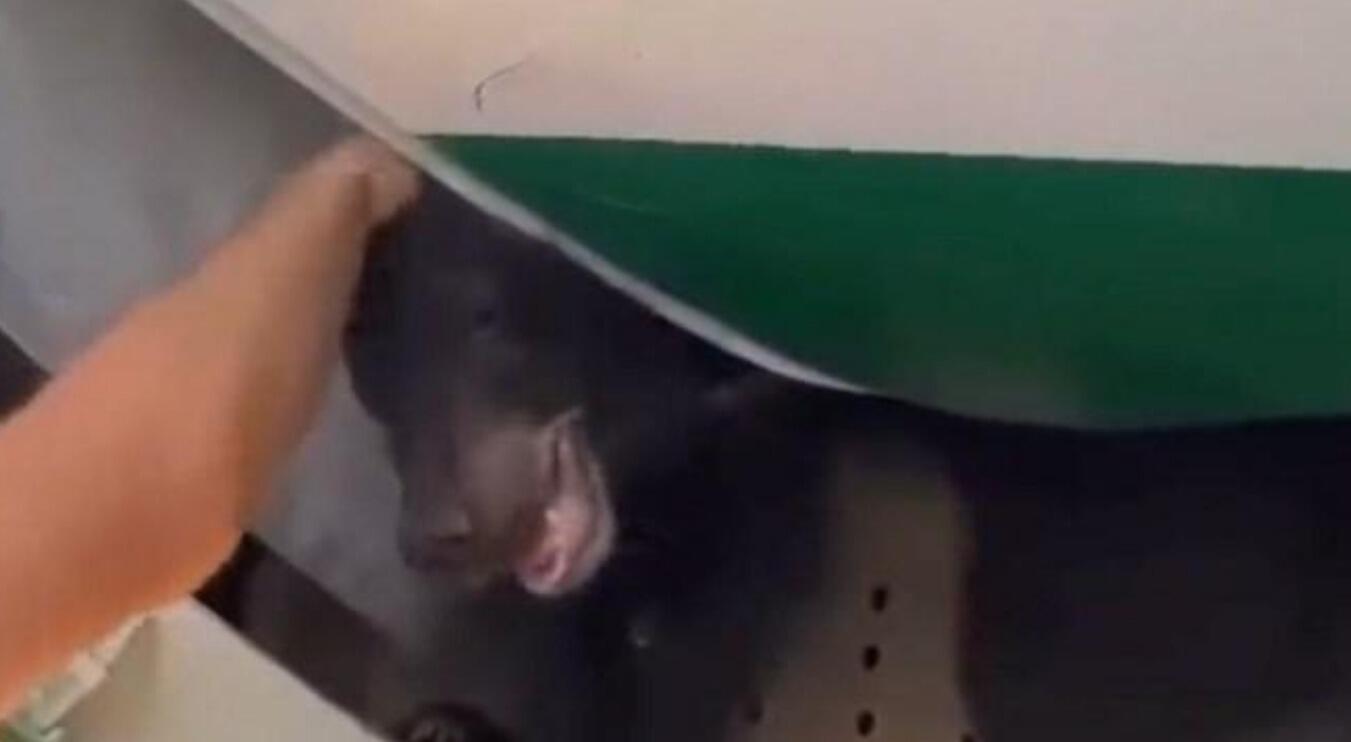 Vertraagde passagiers grommen nadat een beer uit het vliegtuig is ontsnapt