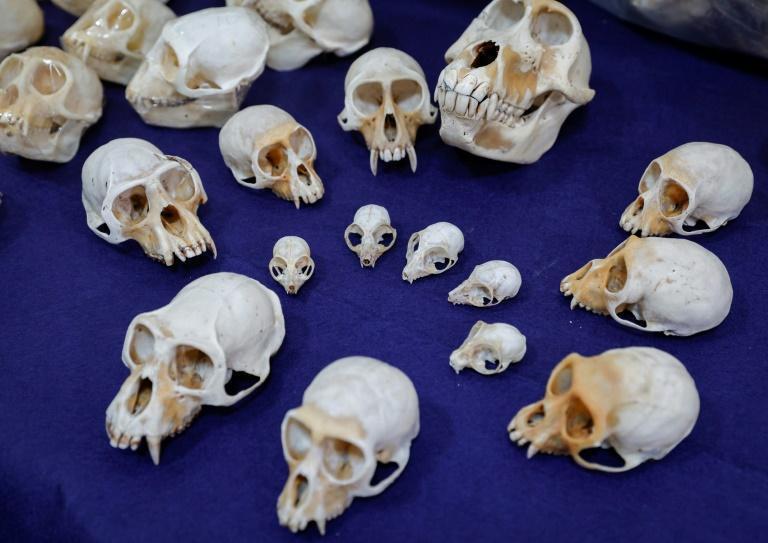Frankrijk klinkt alert op de handel in schedels van primaten