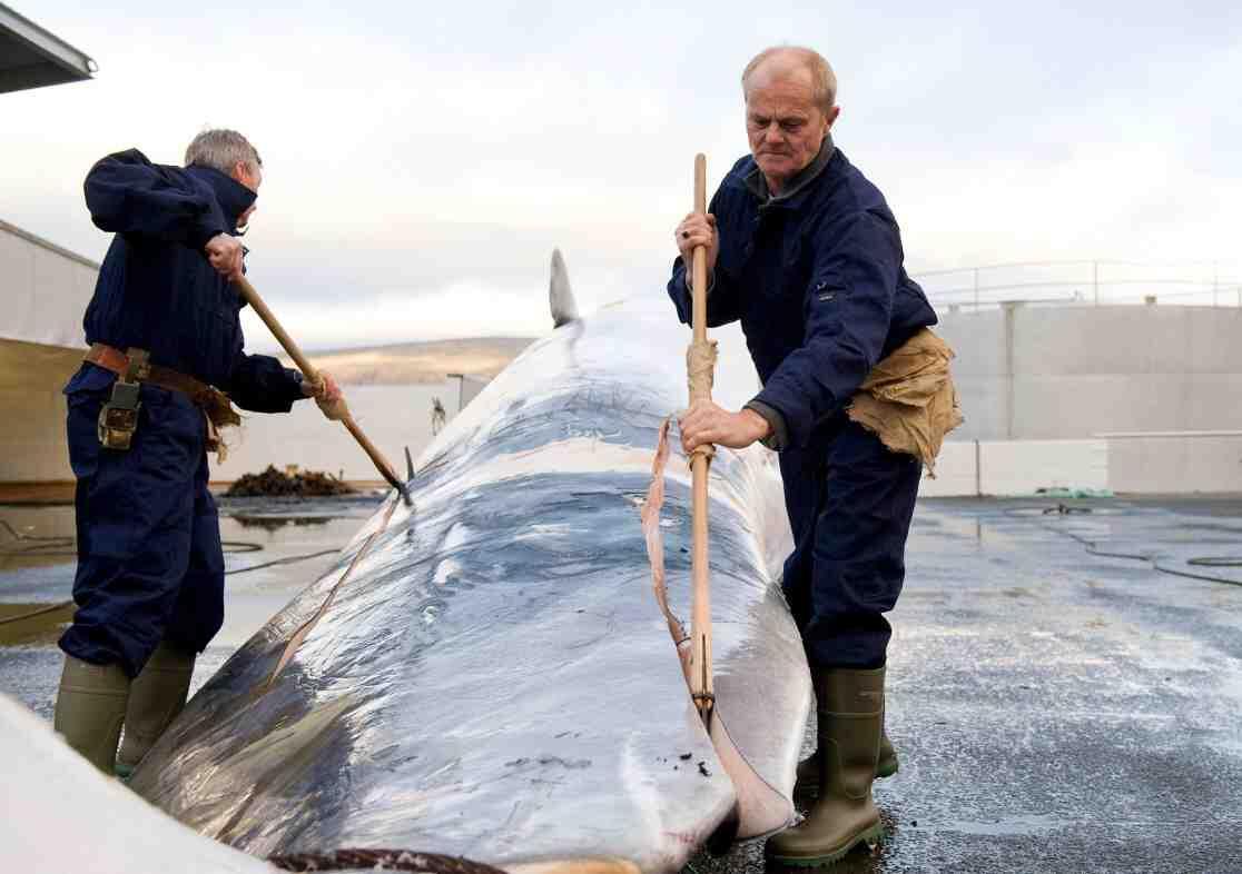 IJsland gaat de walvisvangst onder strengere voorwaarden hervatten