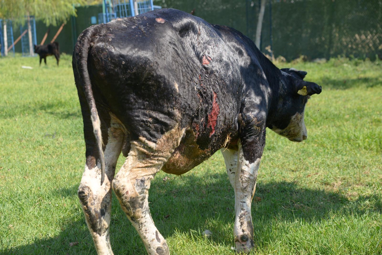 Stier gewond bij natuurbrand onder behandeling in dierenboerderij
