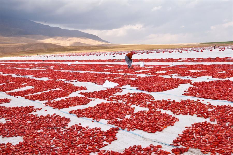 Zongedroogde tomaten geëxporteerd naar Europese landen