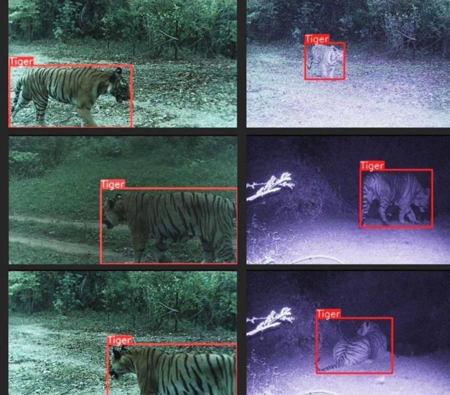AI van tijger: kleine camera beschermt mensen