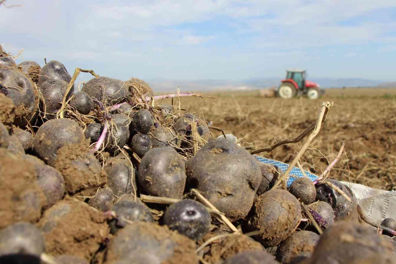 De teelt van paarse aardappelen breidt zich uit in Anatolië