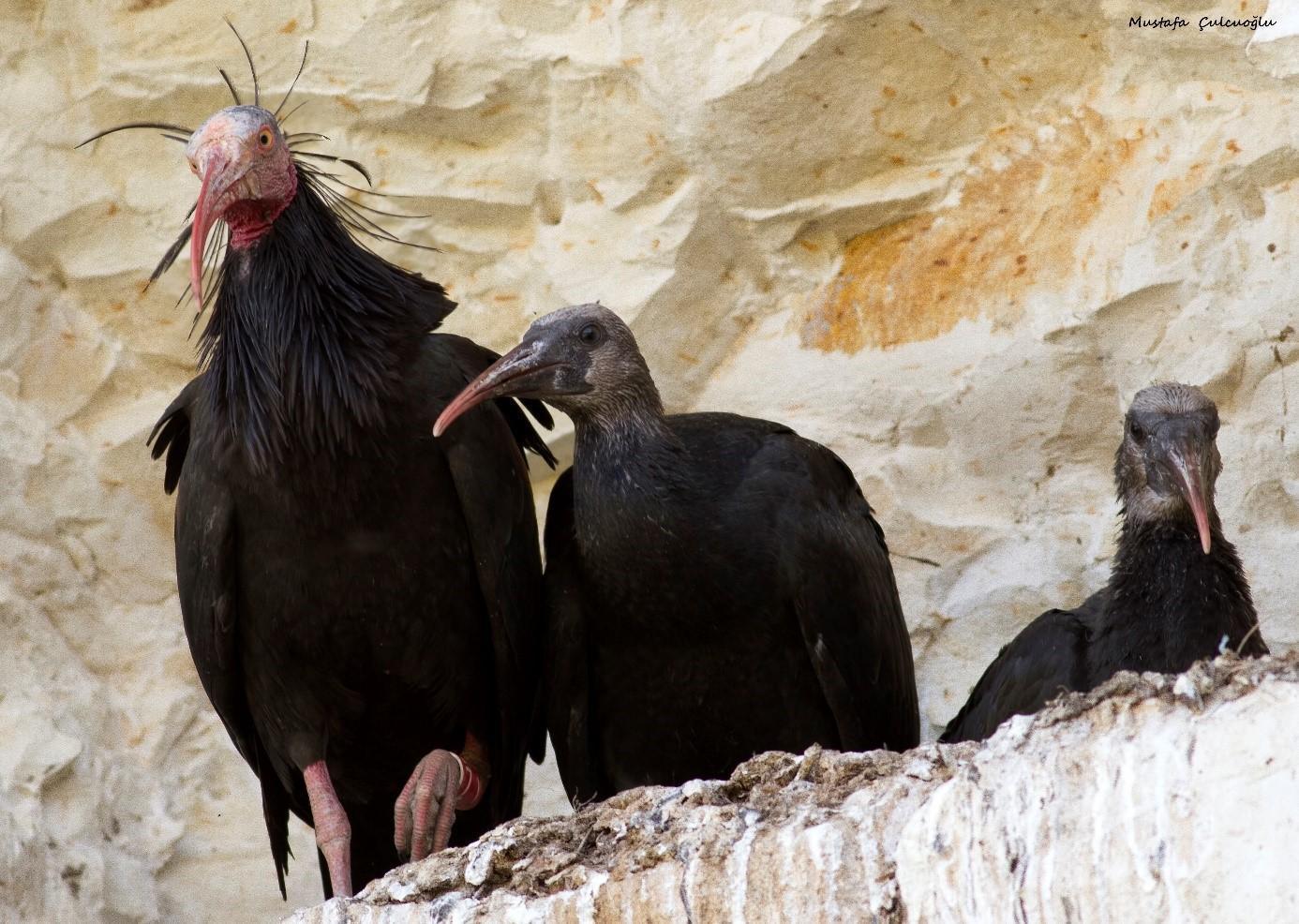 Aantal bedreigde kale ibis neemt toe