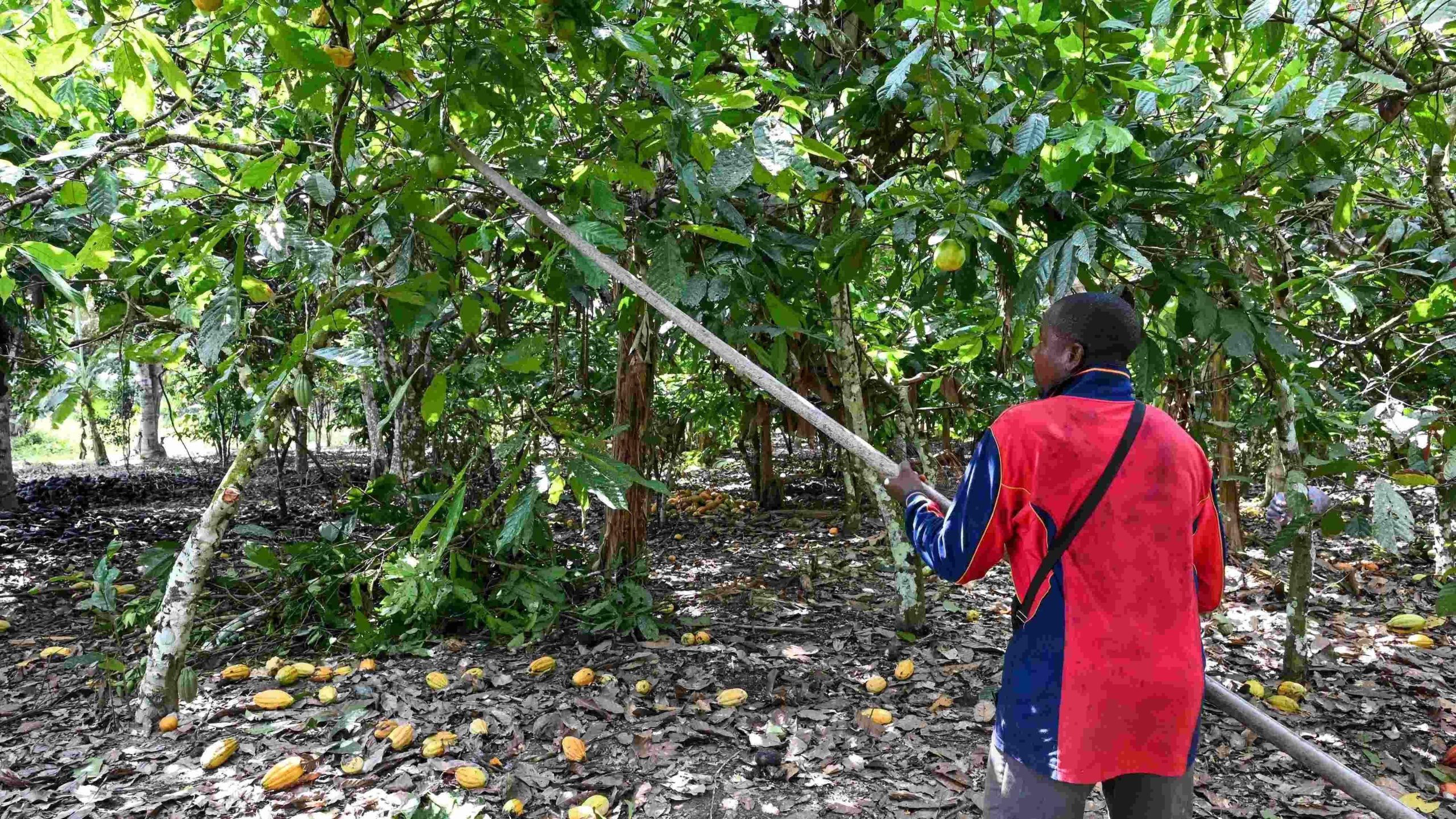 ECONOMIE Topproducent Ivoorkust vreest voor cacaoproductie na regenbuien
                    "Dertig jaar zit ik in cacao – en dit is het slechtste seizoen tot nu toe" zei Siaka Sylla terwijl hij een bijna leeg pakhuis aanschouwde bij zijn coöperatie in Ivoorkust, ’s werelds grootste producent van de boon.