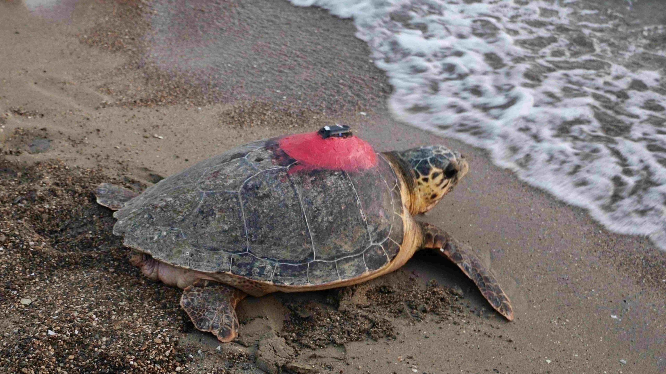 Genezen karetschildpad begint aan een epische reis van 28.000 km