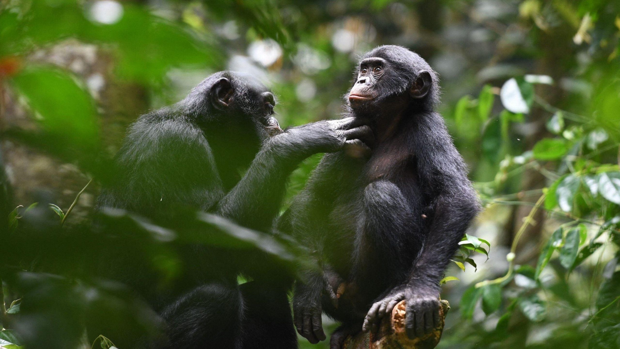 Bonobo-onderzoek biedt aanwijzingen voor vroege menselijke allianties