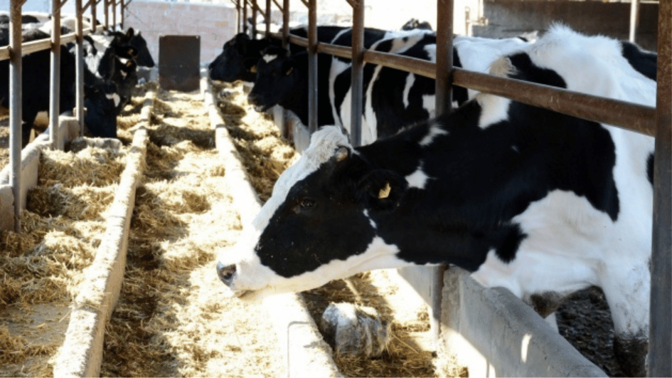 De pluimveeproductie daalt, maar de melkproductie stijgt