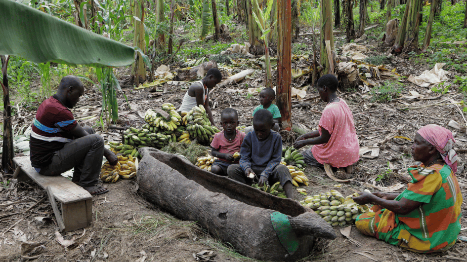 Een dronken bananendrankje in Oeganda wordt bedreigd
