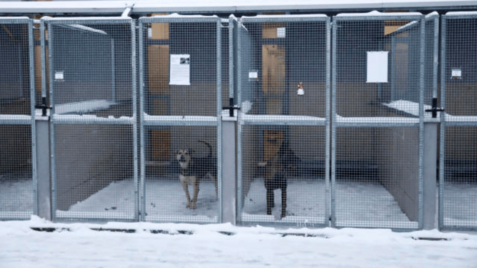 Een hondenopvangcentrum krijgt warme reacties op zijn aantrekkingskracht
