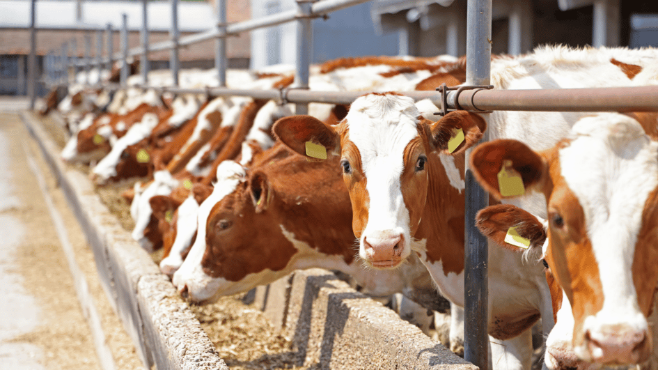 Gecontroleerde import gepland voor de veehouderij