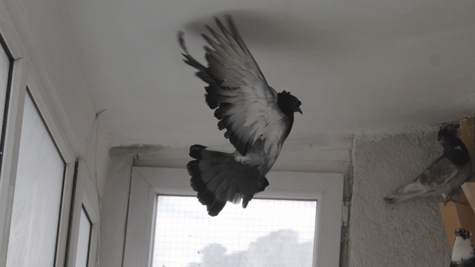 ‘Turkish Whisperer’ zingt al eeuwenlang liedjes