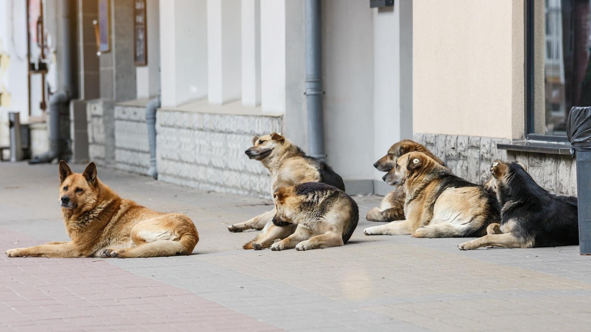 Academicus in Istanbul stelt humane oplossing voor zwerfhonden voor
