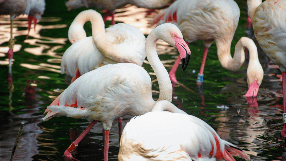 De dierentuin van Berlijn rouwt om Ingo de Flamingo