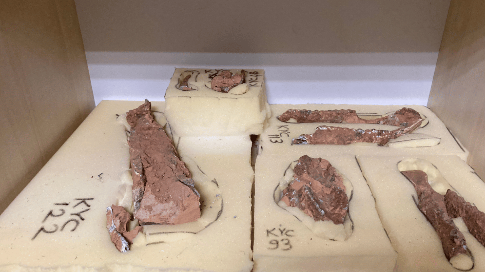 Türkiyes grootste skeletcollectie in Denizli