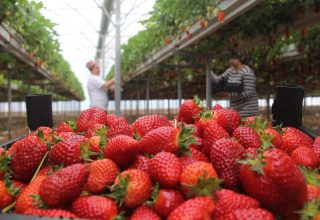 Lokale aardbeienboom die de plattelandseconomieën hervormt