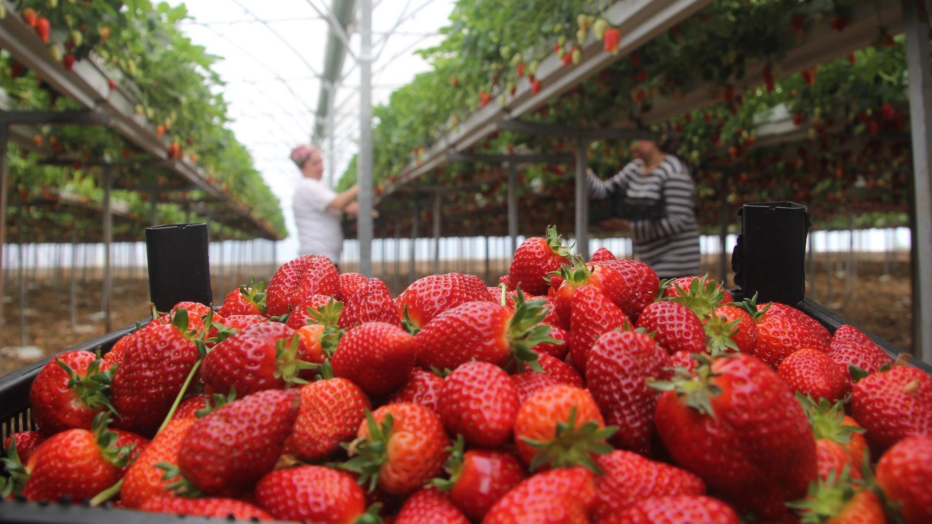 Lokale aardbeienboom die de plattelandseconomieën hervormt