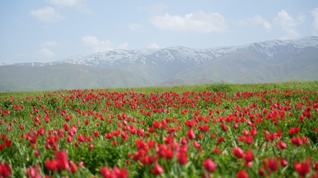 Op het plukken van bedreigde tulpen in Muş staat een flinke boete