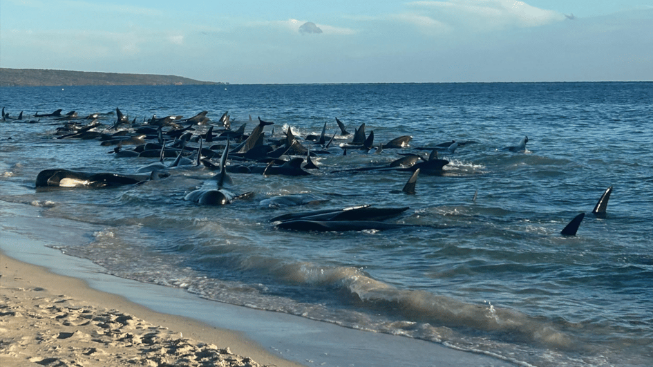 Zeker 160 grienden zijn gestrand op het Australische strand