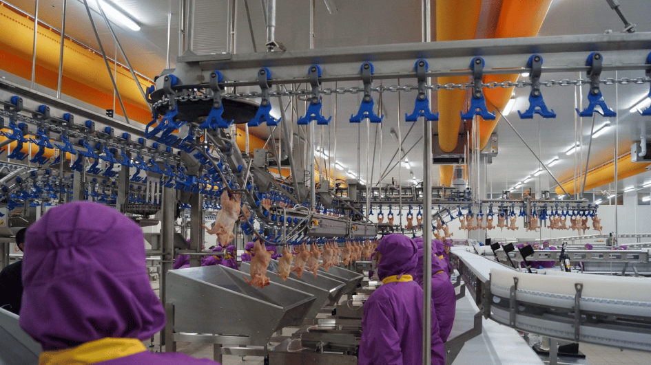 Het ministerie legt beperkingen op aan de export van kippenvlees