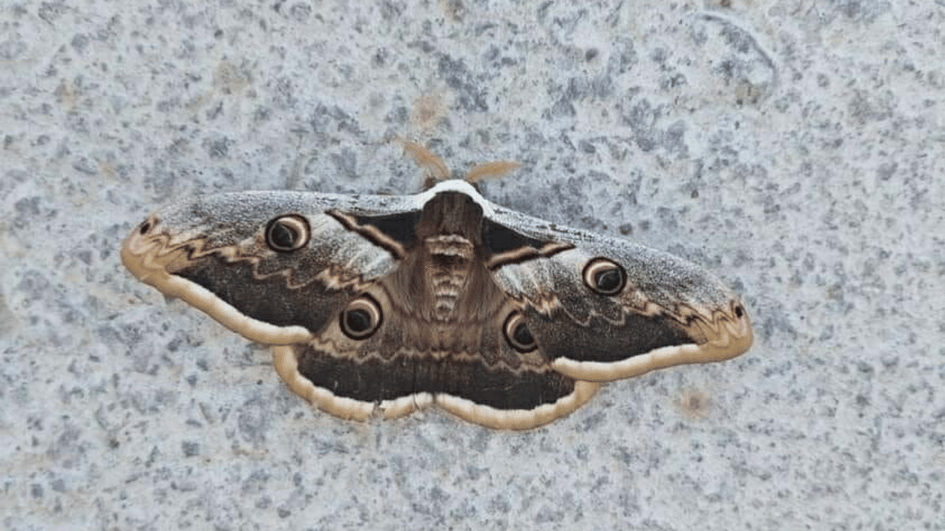 Pauwvlinder gespot in Çanakkale