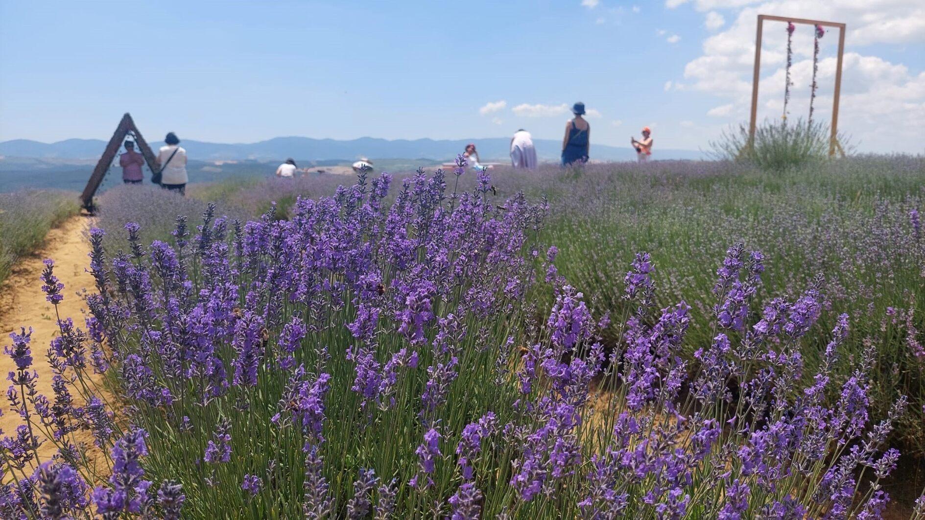 Weelderige paarse velden trekken bezoekers