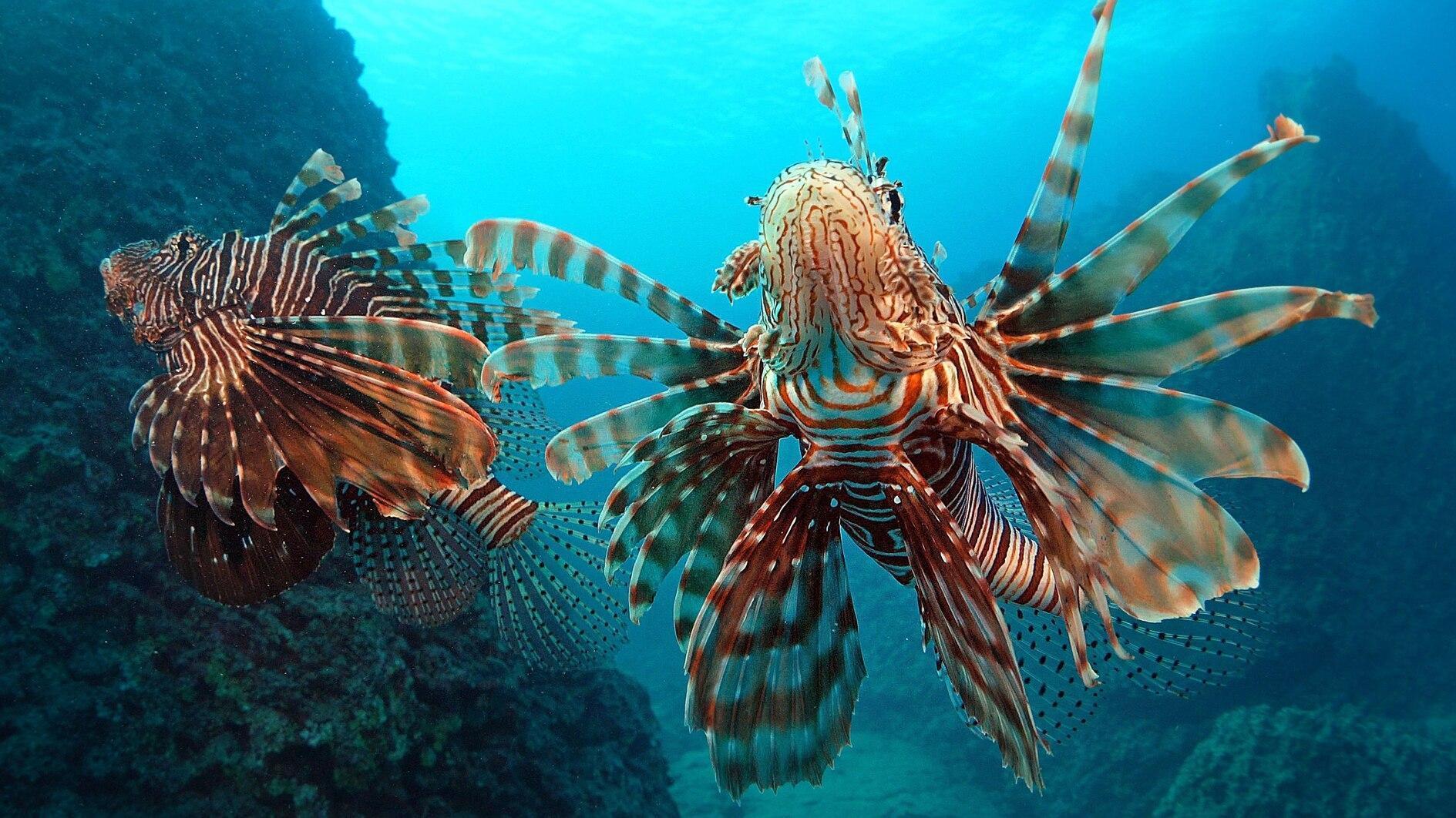 Türkiye, UNDP concludeer 6-jarig project over invasieve soorten