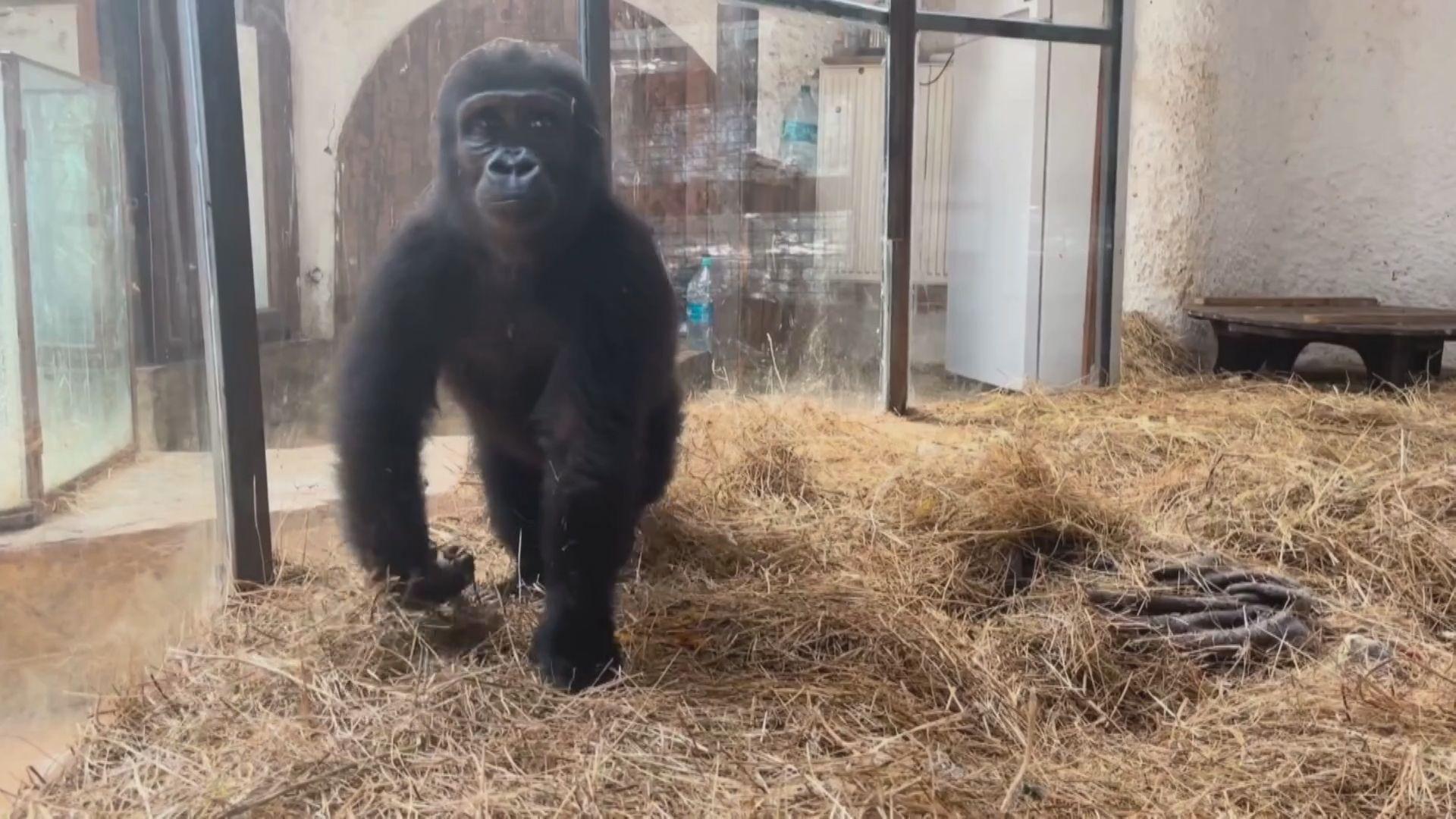 De voorbereidingen beginnen Gorilla terug te brengen naar huis