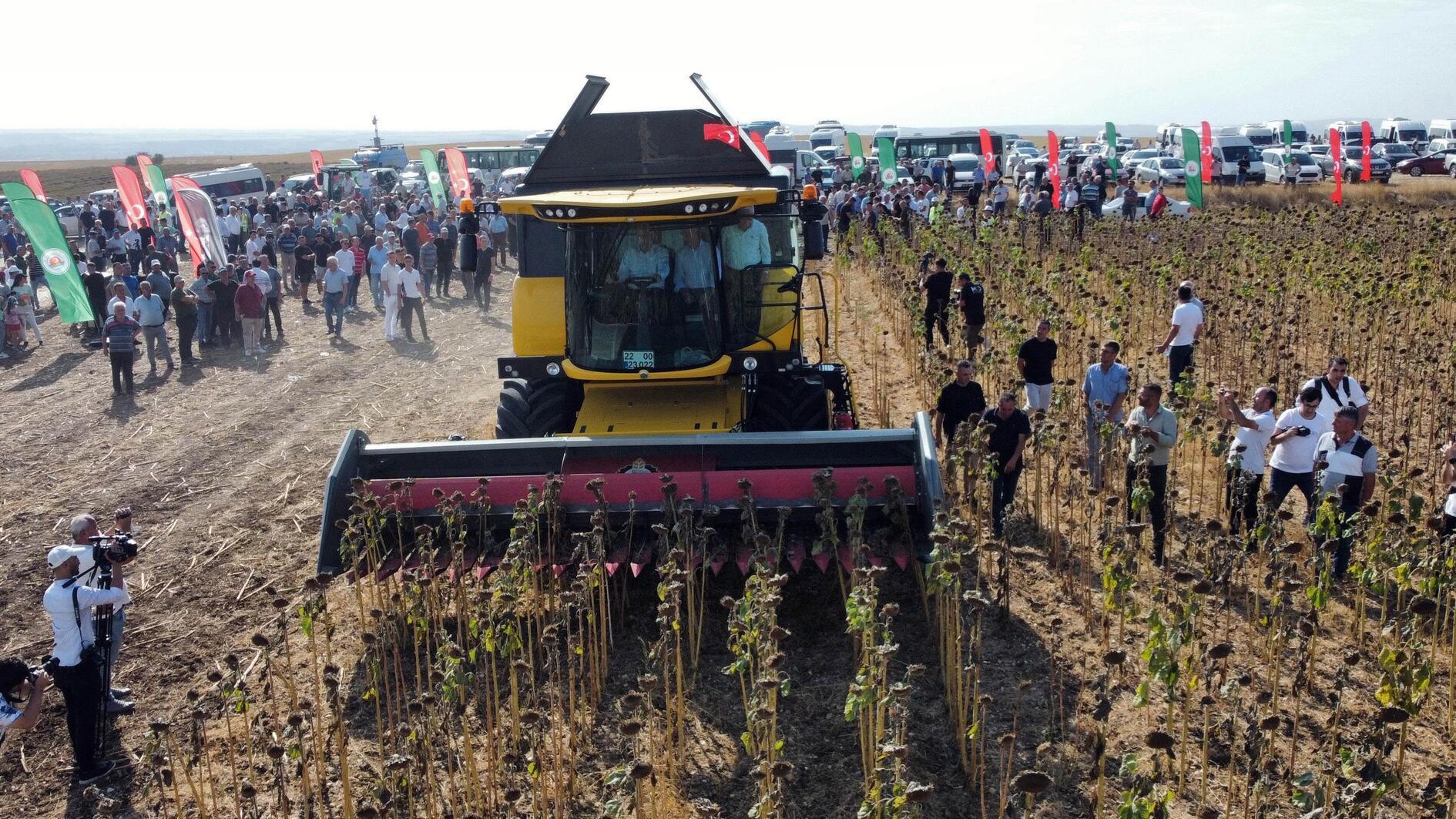 Extreme hitte activeert vroege zonnebloemoogst in Edirne