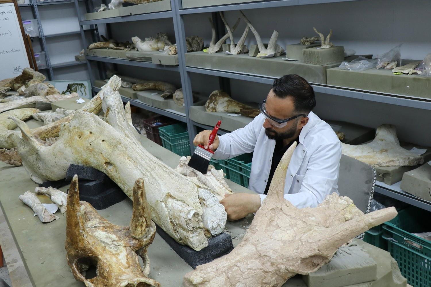 7,7 miljoen jaar oude olifantenschedels opgegraven in centraal Türkiye