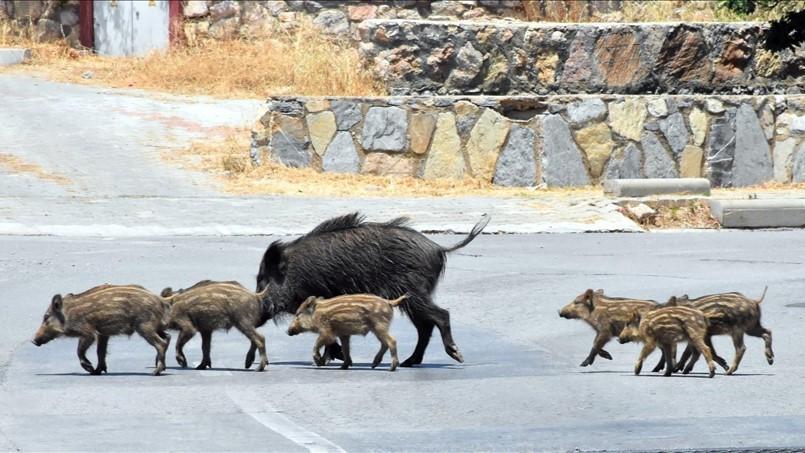 WWF Türkiye roept op tot ecologische gangen om dieren in het wild uit steden te houden