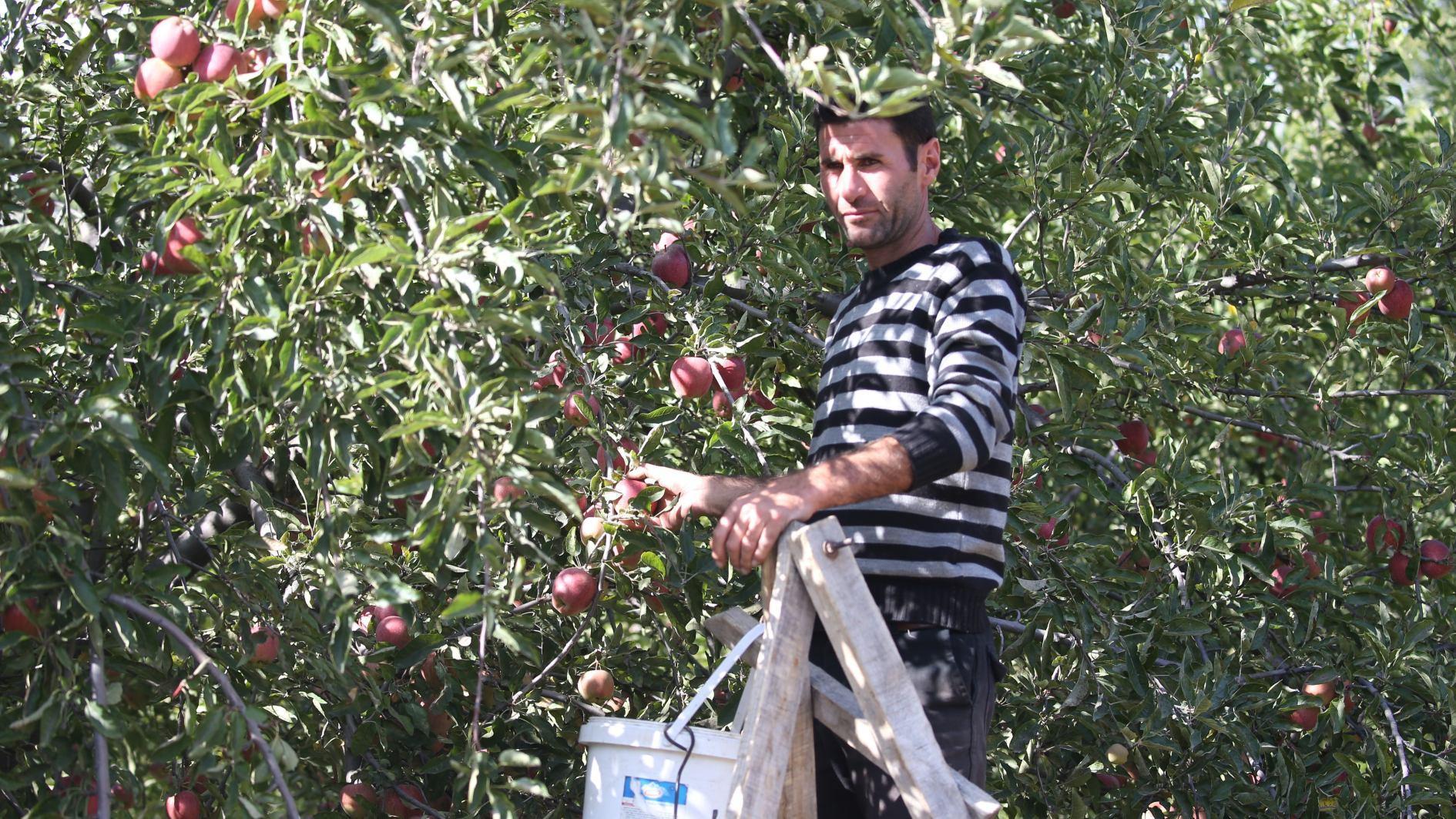 Appels bloeien in de unieke microklimaatzone van het externe dorp
