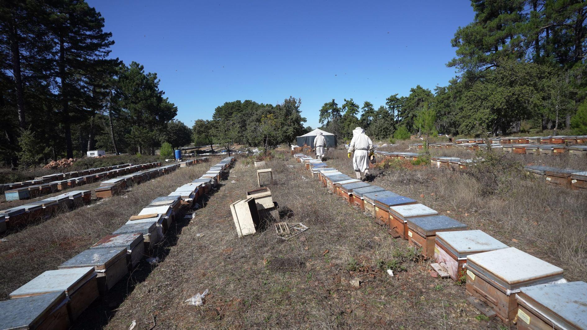 Turkse producenten mikken op de export van dennenhoning