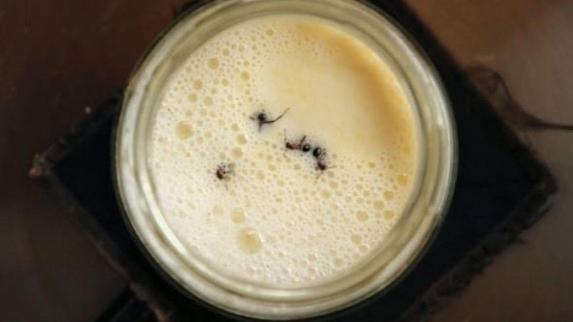 Wetenschappers creëren 'mierenyoghurt' volgens traditioneel Turks en Bulgaars recept