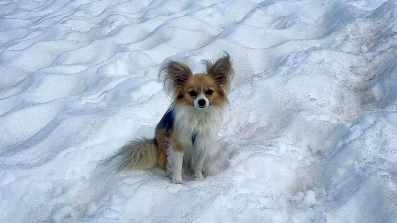 De meeste honden hebben wolf-DNA, zelfs chihuahua's