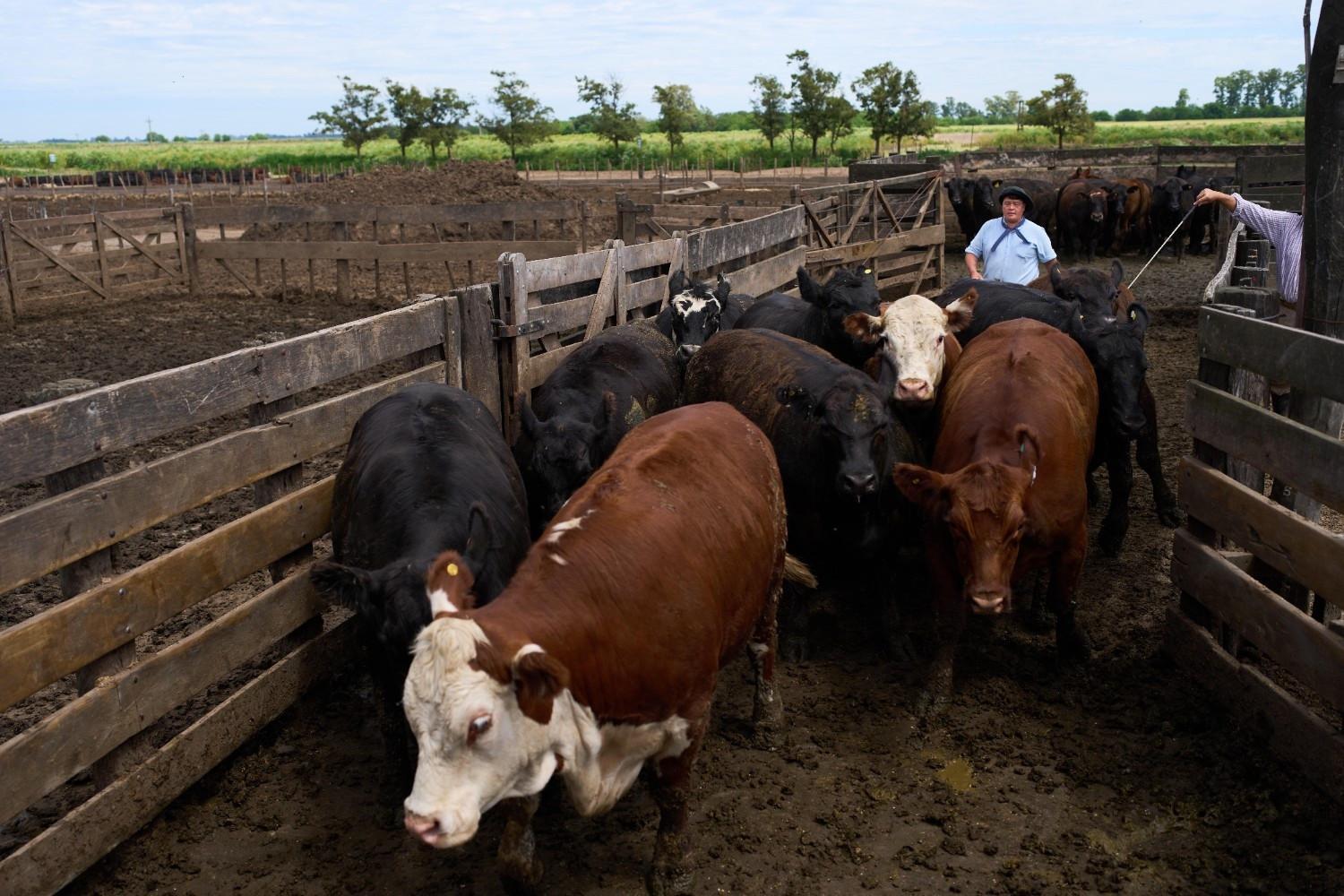 Rundvlees en bananen: VS onthult handelsovereenkomsten voor Latijns-Amerika