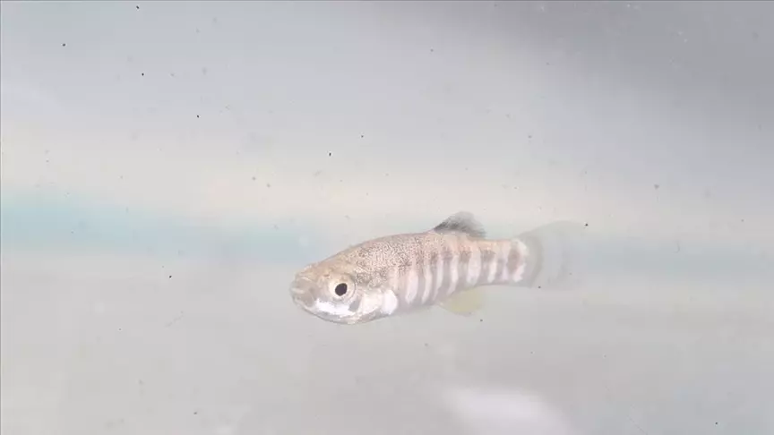 Bedreigde vissen onder bescherming in het Istanbul Aquarium