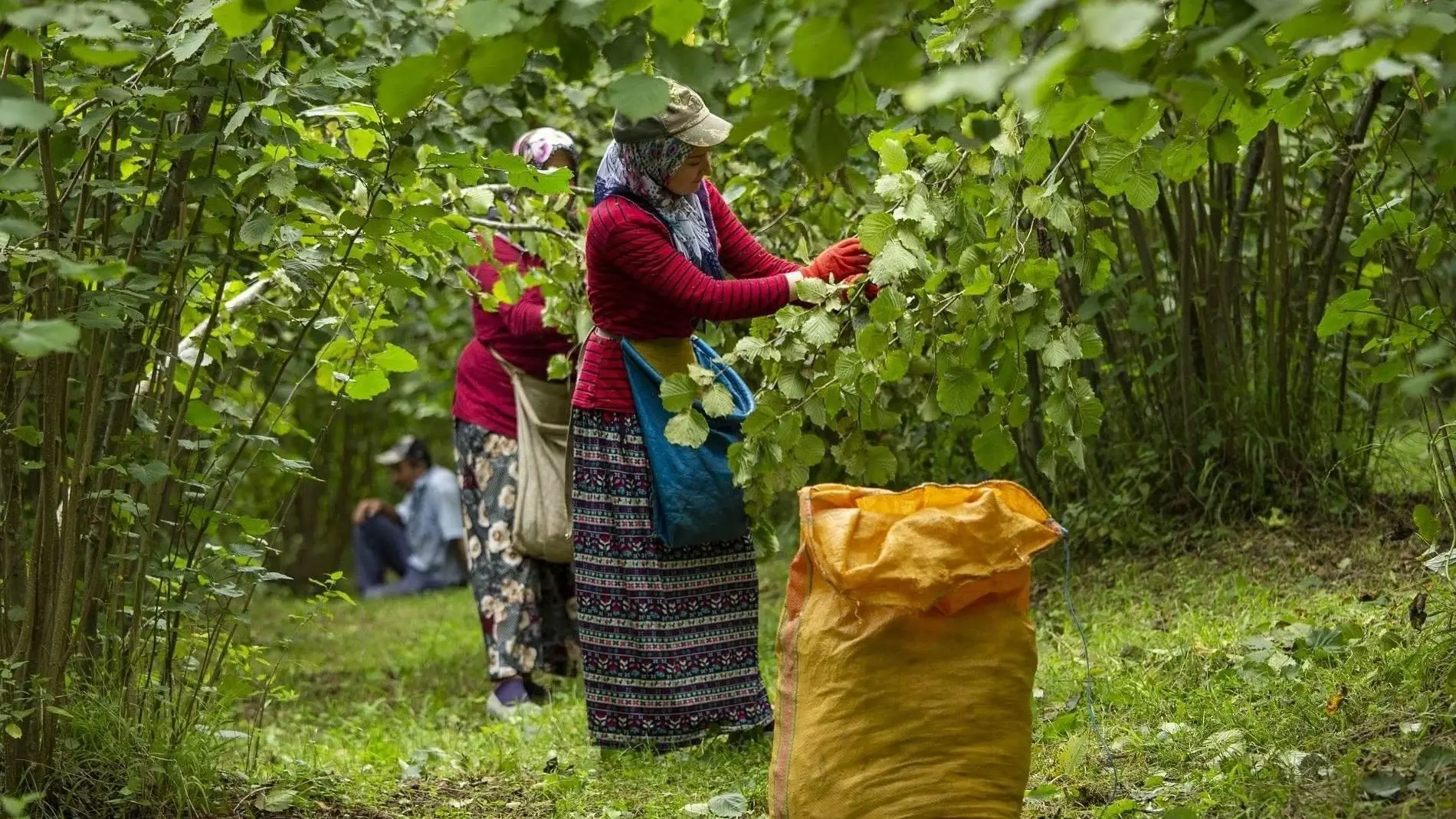 Turkse hazelnoten bereiken in 2025 122 markten