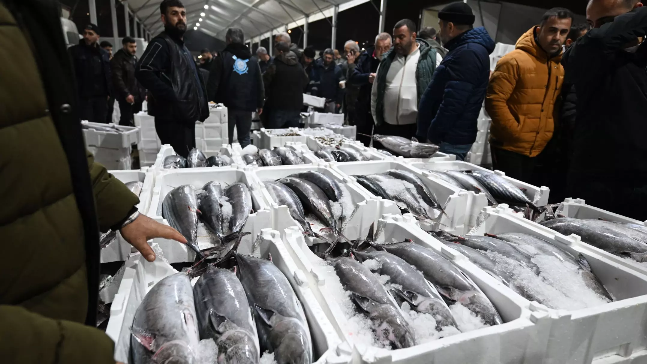 Zeldzame vissoort Torik keert na 40 jaar terug naar de Zee van Marmara