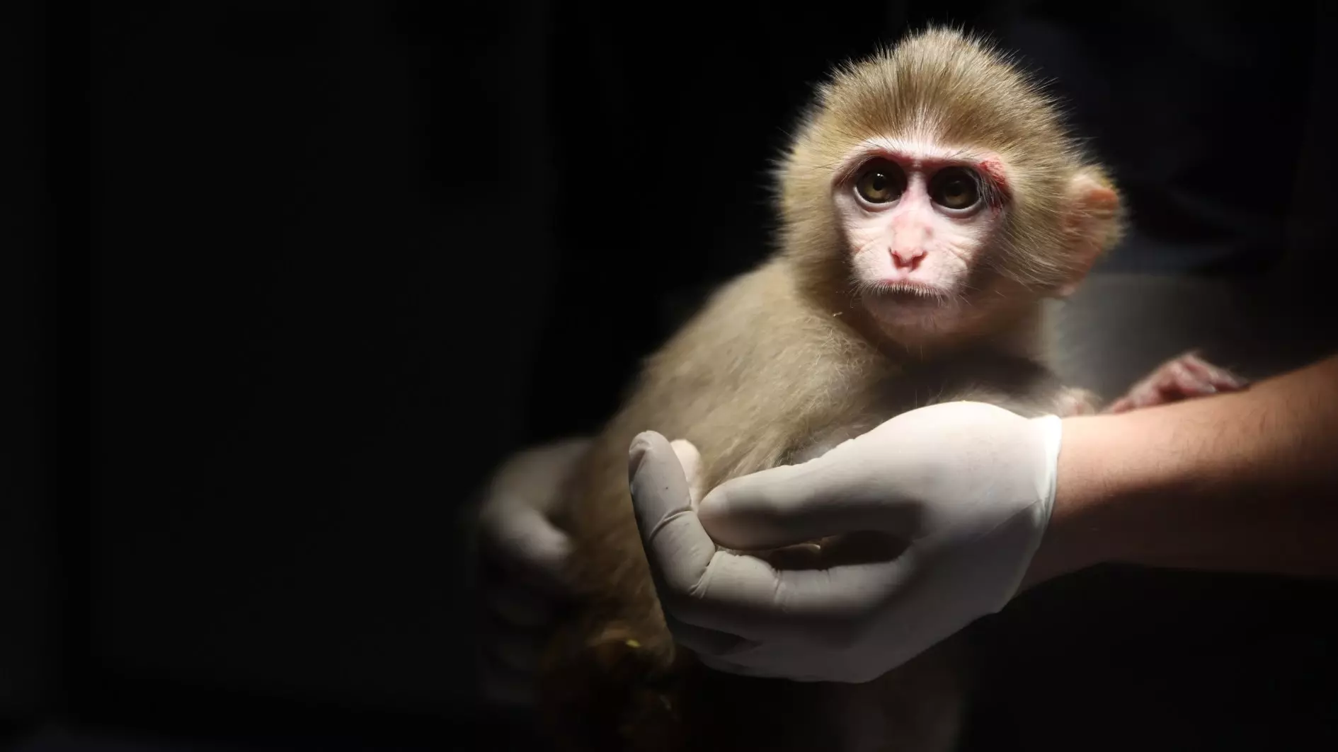 Babyaap gered bij drugsaanval in Antalya, gerehabiliteerd in wildpark