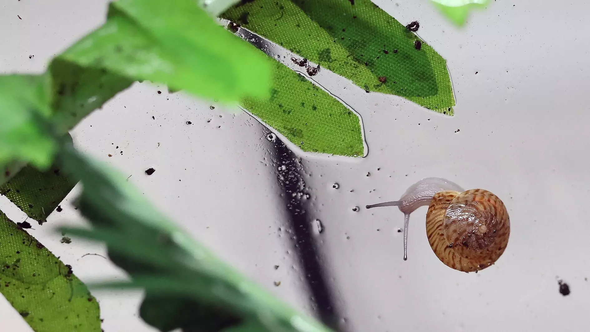 Britse dierentuin zegt dat kleine slak ’terug van de rand’ van uitsterven is