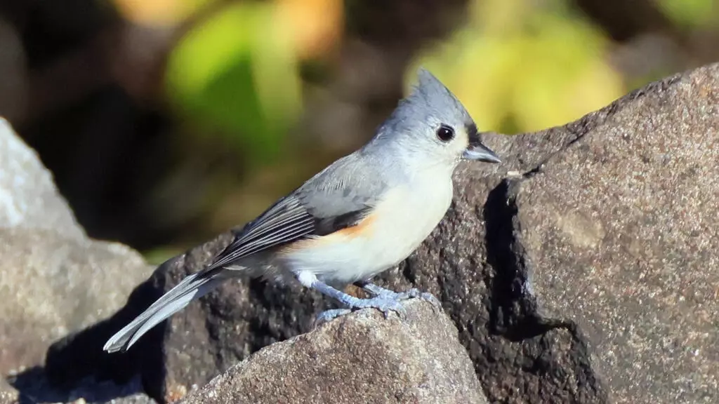 Lawaaierige mensen beschadigen vogels en beïnvloeden het broedsucces