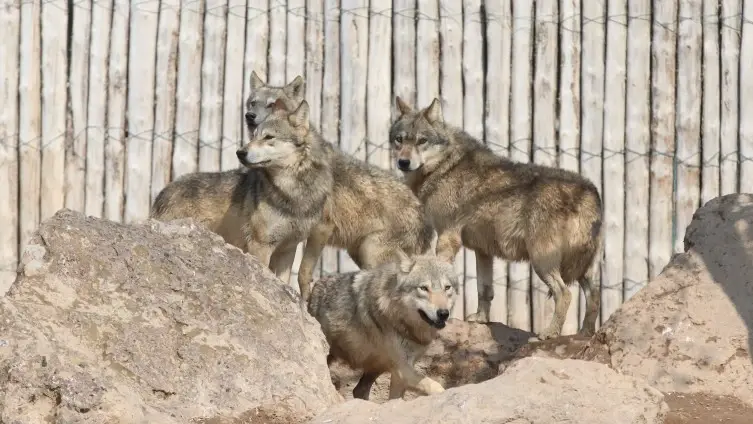 Roadkill-wolf kan sleutelweefsel leveren voor het genetische karteringsproject van Türkiye